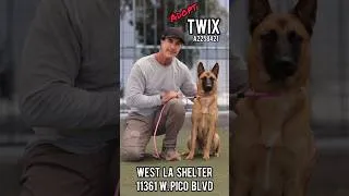 Thumbnail: Malinois Puppy TWIX needs a Home A2258421 #malinois #malinoispuppy