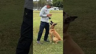 Thumbnail: Rewards, Corrections and Building the Dog you Love! #dogtraining #dogtrainingtips