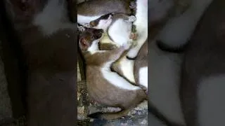 Thumbnail: This stoat mum is trying to get some rest...😩