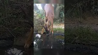 Thumbnail: This roe deer buck was thirsty 🦌