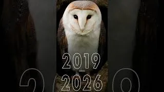 Thumbnail: I gave this owl a second chance & he went on to live the best life 🦉