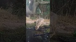 Thumbnail: It's rare to see a hare drinking like this