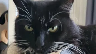 Thumbnail: Socks giving me a bath
