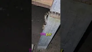 Thumbnail: Carpet Python for Natural Rodent Control