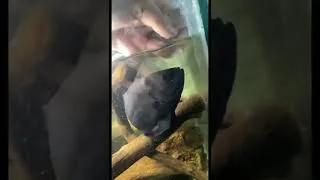 Thumbnail: Petting OSCAR Fish! #shorts