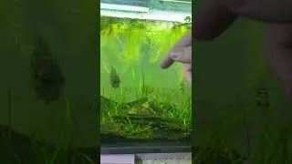 Thumbnail: Highly AGGRESSIVE Pet FISH ATTACKS OWNER! #shorts