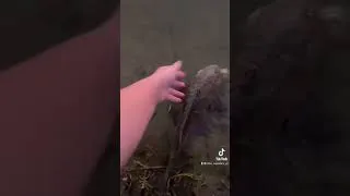 Thumbnail: Catching Wild Armored Catfish! #shorts