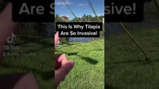 Thumbnail: This Is Why TILAPIA Are SO INVASIVE! #shorts