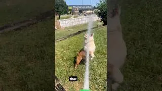 Thumbnail: Mr.Meatloaf loves when it’s time to water the grass 😂 #Meatloaf #englishbulldog #RobSquadReactions