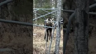 Thumbnail: The rest of the family was across the street. 🫎