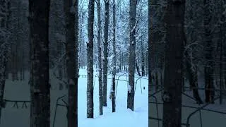 Thumbnail: ✌🏻☮️🏡 Peace and Quiet in Alaska