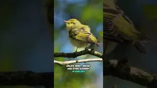 Thumbnail: LIFER WOOD WARBLER! 🥳