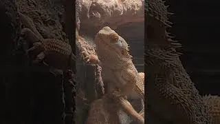 Thumbnail: Lizards all day