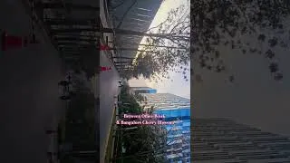 Thumbnail: Bangalore bloomed in cherry blossoms. 🌸 #Bangalore #CherryBlossom #BangaloreDiaries #PinkBloom