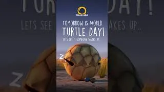 Thumbnail: Tomorrow is a big day.. #animals #animation #animalfilm #turtle #worldturtleday