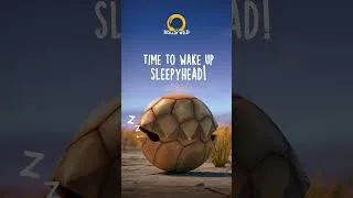 Thumbnail: Zzzzzz.. The roll goes on, stay tuned for more! #animals #animation #wildlife #nature #easter