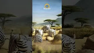 Thumbnail: ROLLIN' WILD - The Waterhole  #animals #animation #wildlife #funny