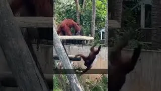 Thumbnail: Ultimate Orangutan Betrayal - Street Fighter Edition