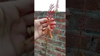 Thumbnail: Flower🔥एलोवेरा✨एलोवेरा का पौधा कैसे लगाएं #shorts #gardening #terracegardenindia #plants #flowers