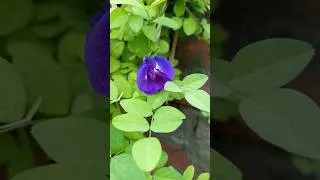Thumbnail: #aparajitaflowersbenefits#bluepeaflowes#butterflypeaflowrs#benefits#flowers#gardening#shortvideo