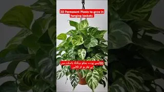 Thumbnail: 20Permanent Plants To Grow inhangingbaskets#viralvideo#shortvideo#trending #youtube#short#gardening