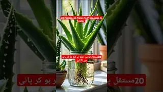 Thumbnail: 20 Permanent Plants To Propagated In Water#viralvideo#shortvideo #short#viral#indoorplantspropagated