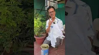 Thumbnail: Sanjeevani Fertilizer and Pesticide for your plants 🌿🪰 #viral #shorts #gardening