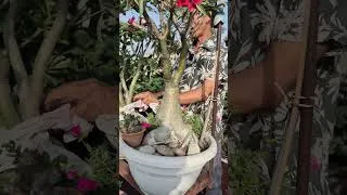 Thumbnail: Pre-Monsoon Adenium Care #adenium #viral #shorts