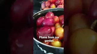 Thumbnail: Our 2nd harvest of Plums in the garden this year  #plums #gardenfruit