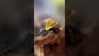 Thumbnail: #isopod #isopods #rubberducky #rubberduckyisopods