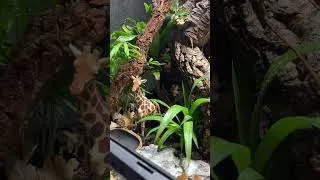 Thumbnail: the last of us crested gecko enclosure!! #reptile #reptileenclosure #crestedgecko #thelastofus