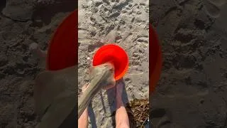 Thumbnail: CAUGHT A GUITAR FISH WHILE FISHING FOR SHARK !!!