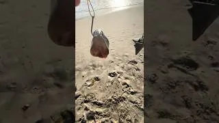 Thumbnail: HOW WE BAIT FOR SHARK