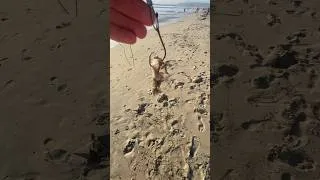 Thumbnail: SHARK TAKES BAIT