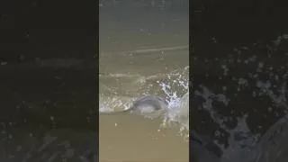 Thumbnail: River Monster Fish Attack 🌊 | Royal Fisher | #fishing