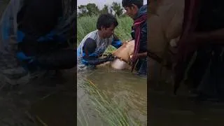 Thumbnail: Chadhte Machli Ricord Size Catch #monsoonfishing #chadnichemase