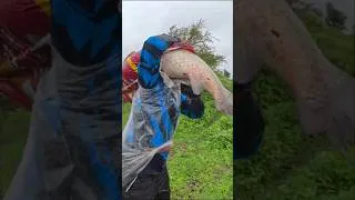 Thumbnail: Chadhniche Masa Monsoon Fishing 🌊| Royal Fisher 🎣| #monsoonfishing #fishing