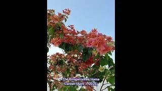 Thumbnail: The Bougainvillea Home Garden (April 1, 2026)