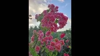 Thumbnail: THE BOUGAINVILLEA FLOWERING PLANTS (Part 2)