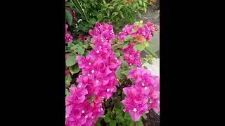 Thumbnail: THE BOUGAINVILLEA FLOWERING PLANTS (Part 1)