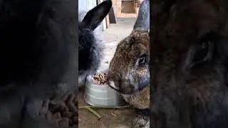 Thumbnail: Pai de Coelhos: Chico&Teté juntinhos se alimentando ração Supra