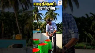Thumbnail: 🌱நம்ம மாடித்தோட்டம் EP 12 | Maadi Thottam | Terrace Garden ideas #Shorts