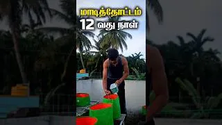 Thumbnail: 12வது நாள் மாடித்தோட்ட பராமரிப்பு 🌱 | Terrace Garden ideas #shorts