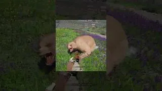 Thumbnail: The one time you ride a Bear in Crimson Desert 🤣 #crimsondesert