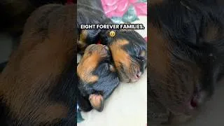 Thumbnail: Rottweiler Puppies Find Their Forever Homes 🏡 #blessed #candylitter #rottweiler #puppy #litter