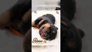 Thumbnail: Meet The Rottweiler Puppies #rottweiler #CandyLitter #1week #rottweilerpuppy #puppy #shorts