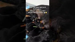 Thumbnail: Rottweiler Puppies 🐾 Got Milk? 🥛 #rottweiler #puppies #rottweilerpuppy #gotmilk #yummy #milk #short