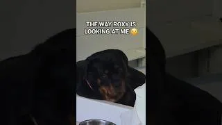 Thumbnail: POV: You Look The Way You Feel 🫩 Mama Rottweiler #Problems #babies #puppies #no #sleep #tired