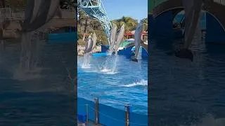 Thumbnail: Dolphins really do fly! #seaworldsandiego #dolphin #seaworld
