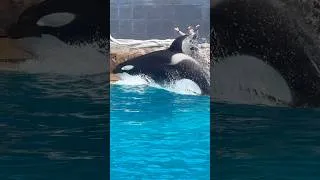 Thumbnail: Shouka slides in! #seaworldsandiego #orca #seaworld #killerwhale